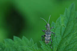 Image of Blackspotted Pliers Support Beetle