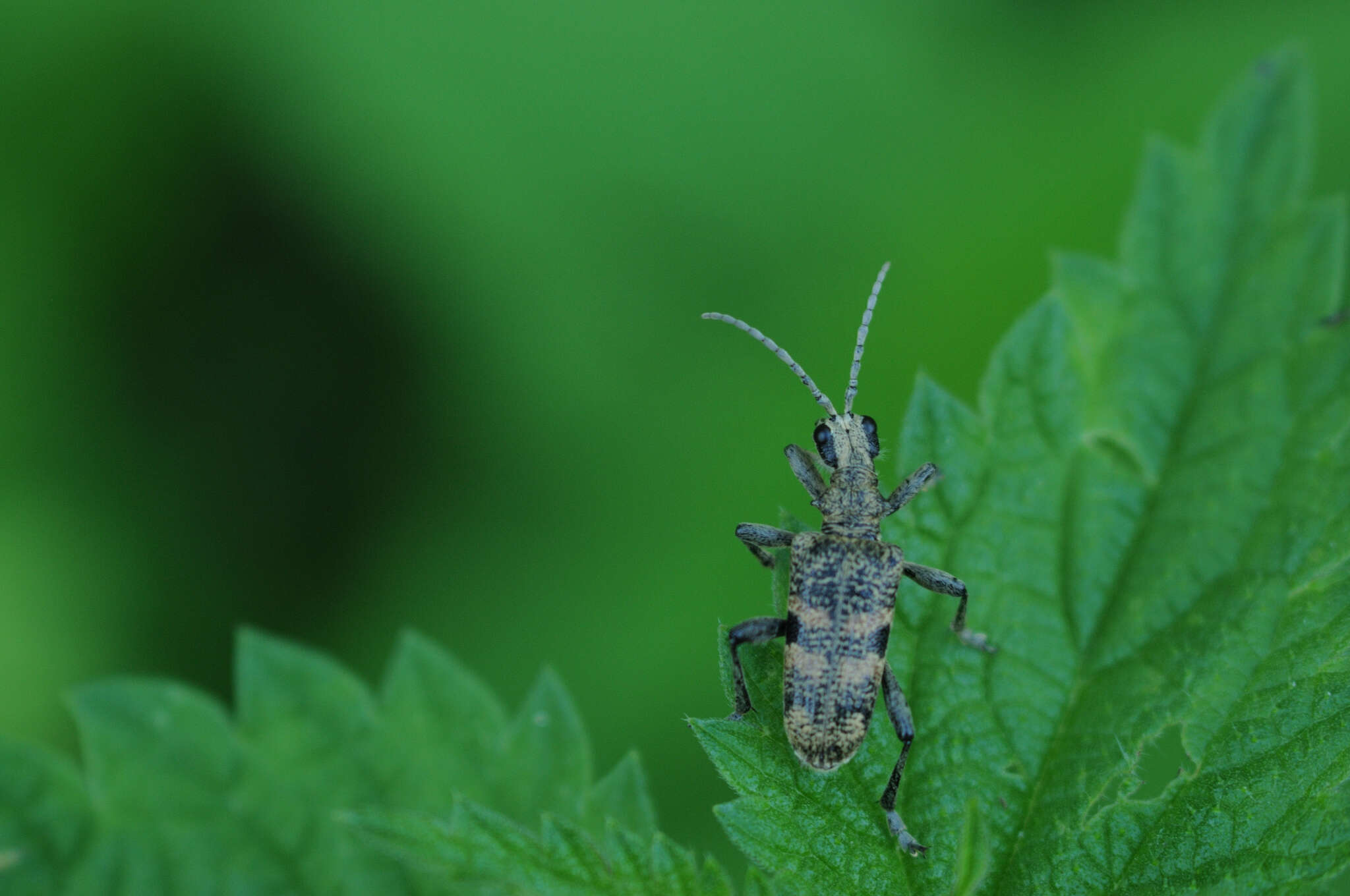 Image of Blackspotted Pliers Support Beetle