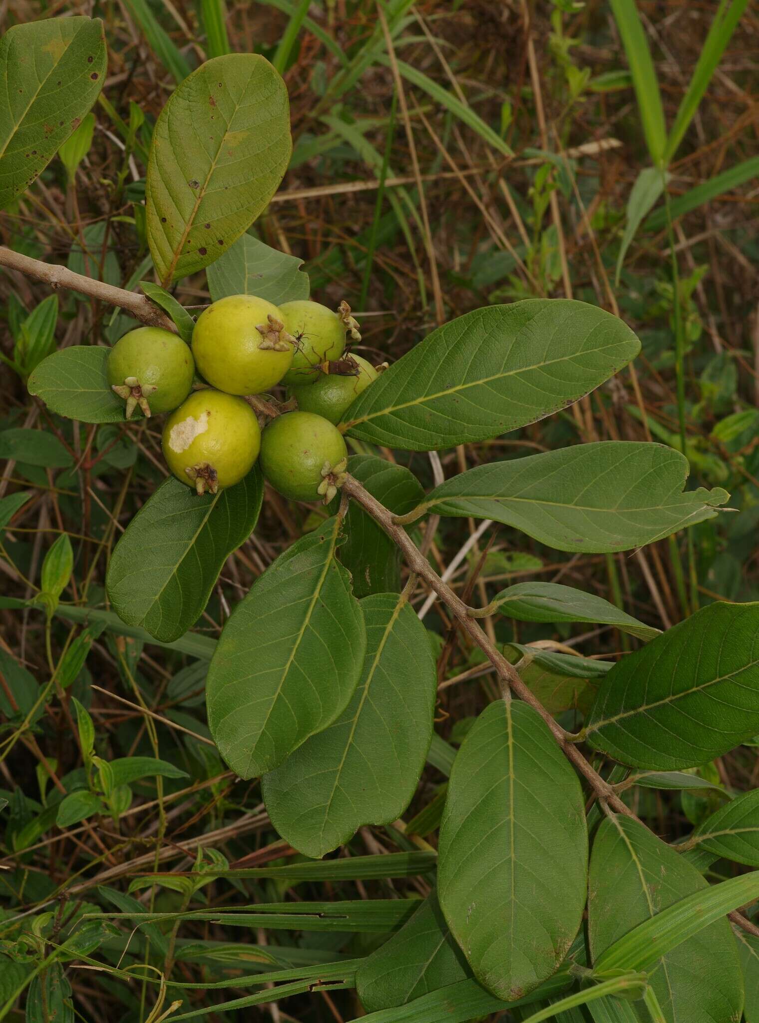 Image of Psidium guyanense Pers.