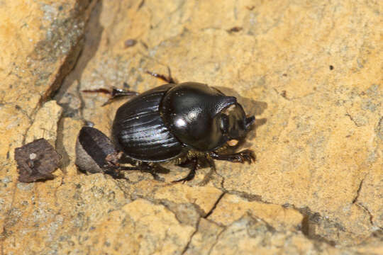 Слика од Onthophagus dunningi Harold 1869