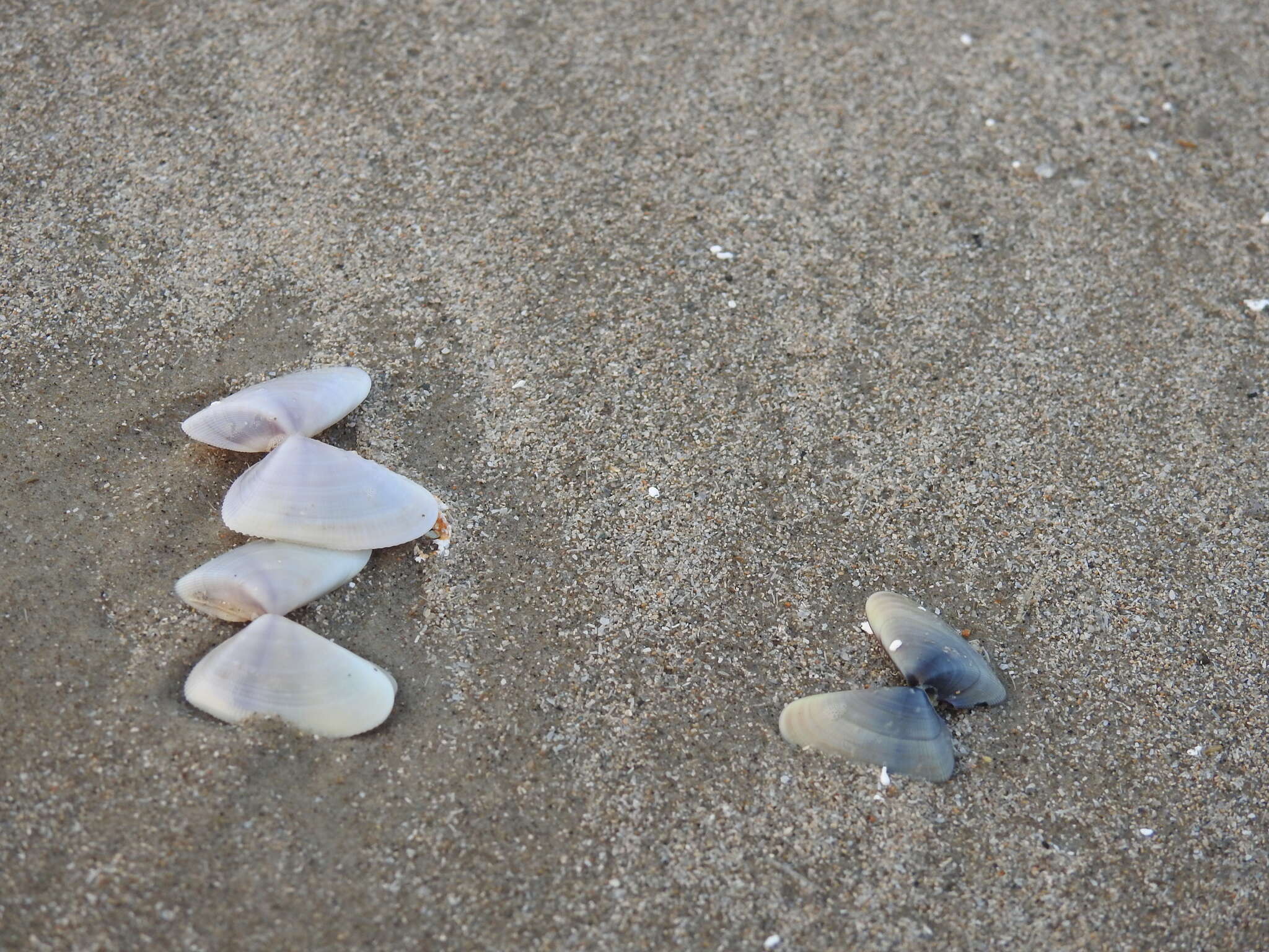 Image of butterfly shell