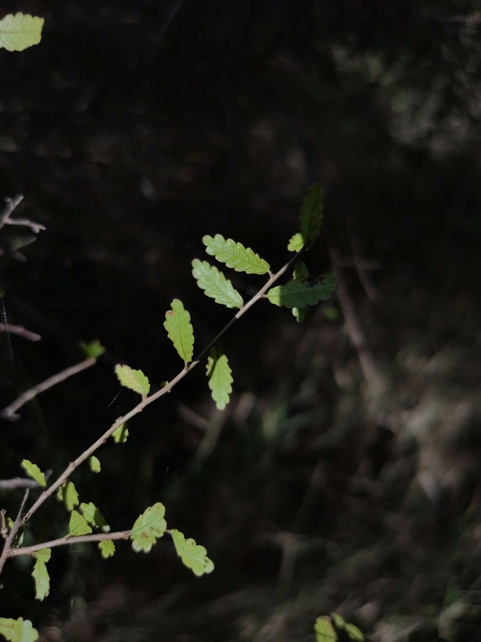 Imagem de Acalypha capillipes Müll. Arg.