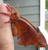 Image of Sweetbay Silk Moth