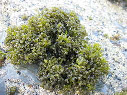 Image of Psilophycus alveatus (Turner) W. A. Nelson, Leister & Hommersand 2011