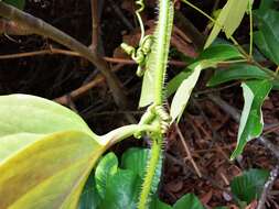 Image of Smilax setosa Miq.