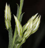 Image of longflower rabbitbrush