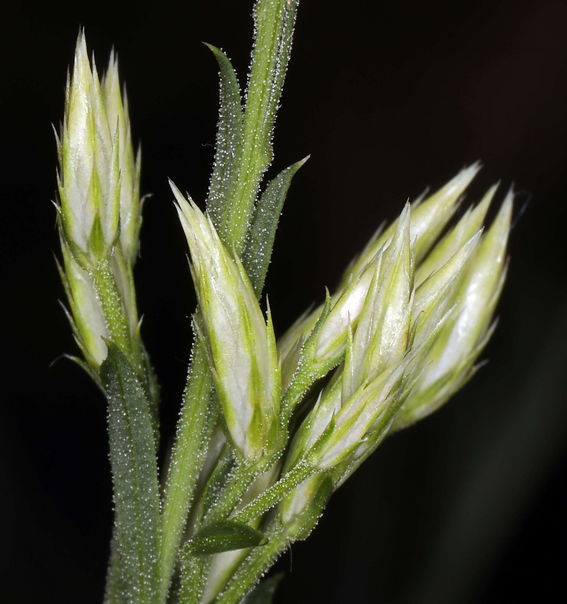 Imagem de Chrysothamnus depressus Nutt.