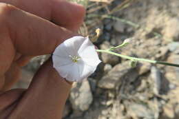 Imagem de Convolvulus prostratus Forsk.