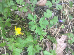 Ranunculus hispidus Michx.的圖片