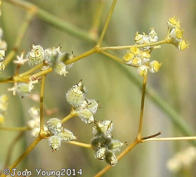 Image of Broom celery