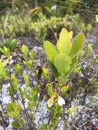 Image of dwarf huckleberry