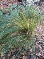 Image of Carex secta Boott