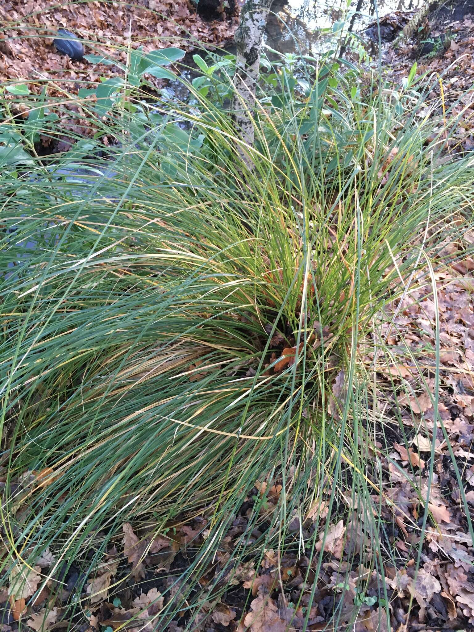 Image of Carex secta Boott