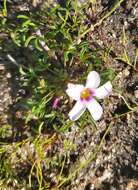 Image of Oxalis pusilla Jacq.