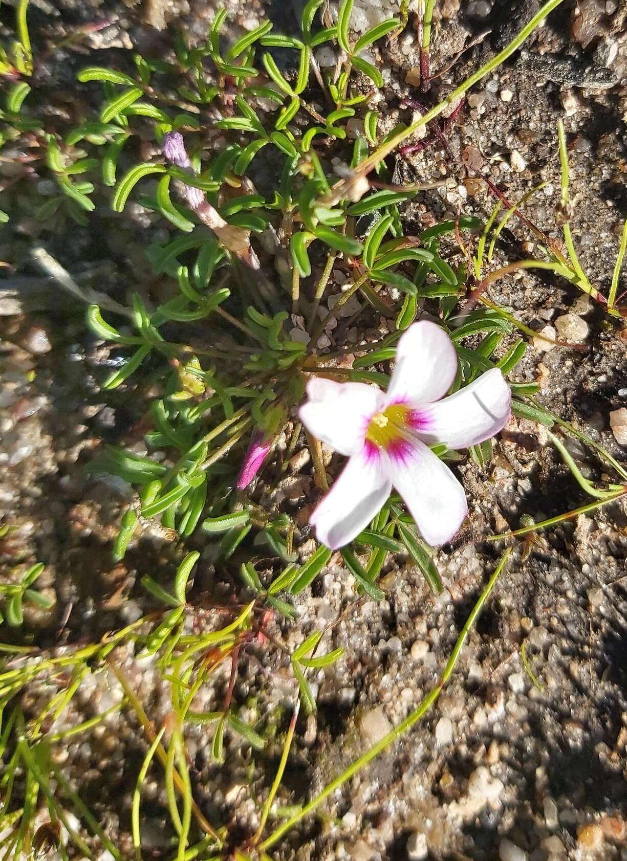 Sivun Oxalis pusilla Jacq. kuva