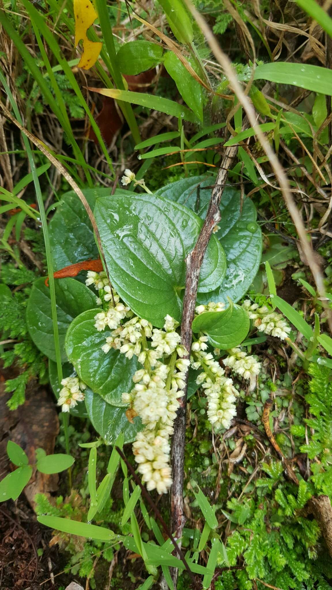 Imagem de Dioscorea minima C. B. Rob. & Seaton