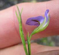 Image of Psoralea trullata C. H. Stirt.