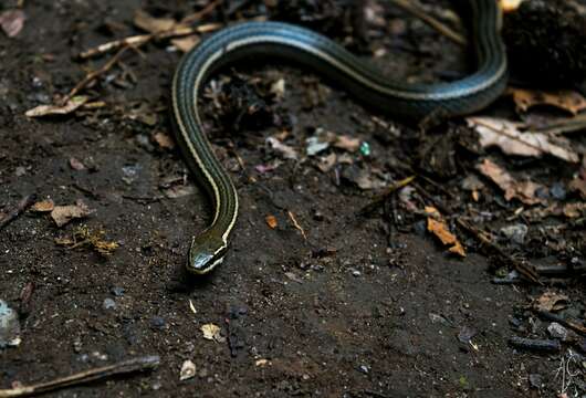 Image of Gaige's Pine Forest Snake