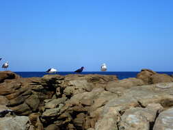 Image of African Black Oystercatcher