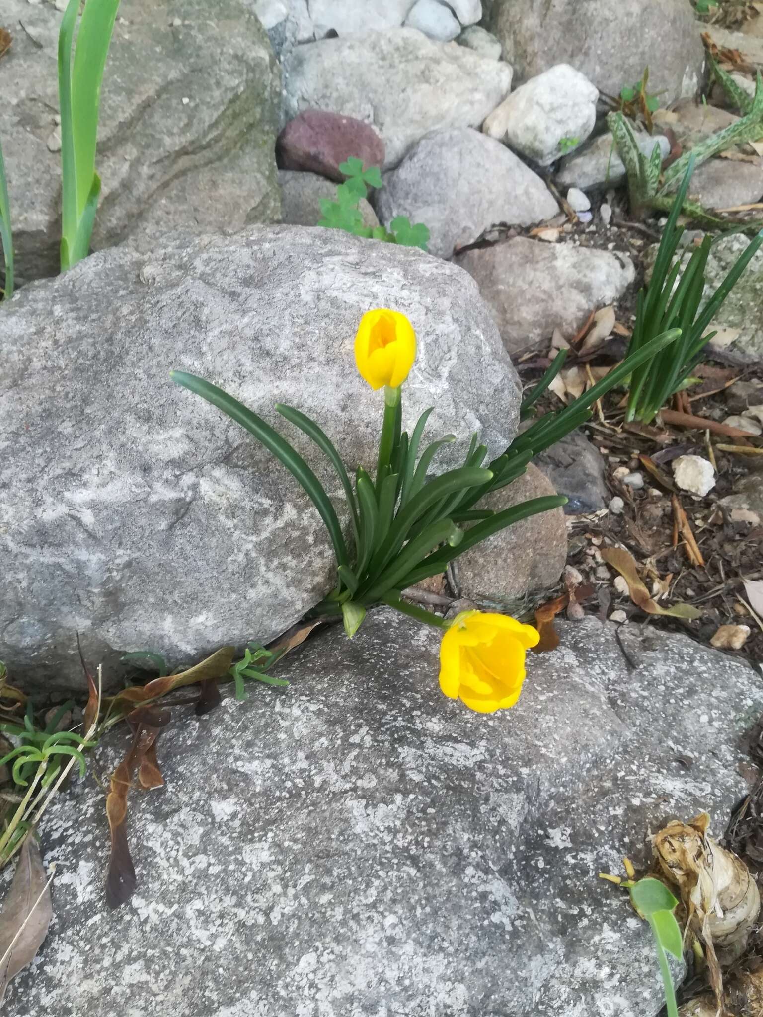 Image of winter daffodil
