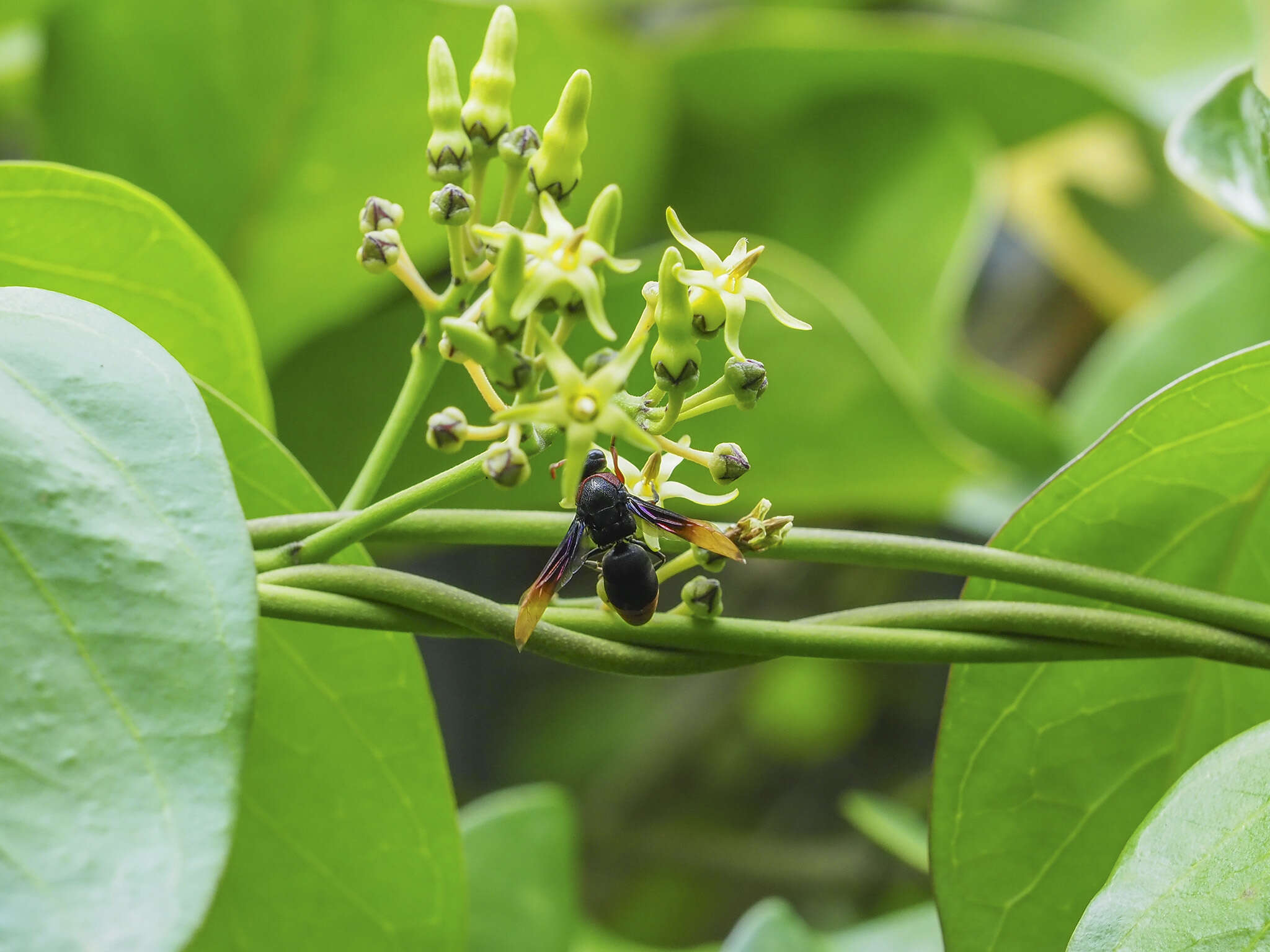 Rhynchium haemorrhoidale (Fabricius 1775)的圖片