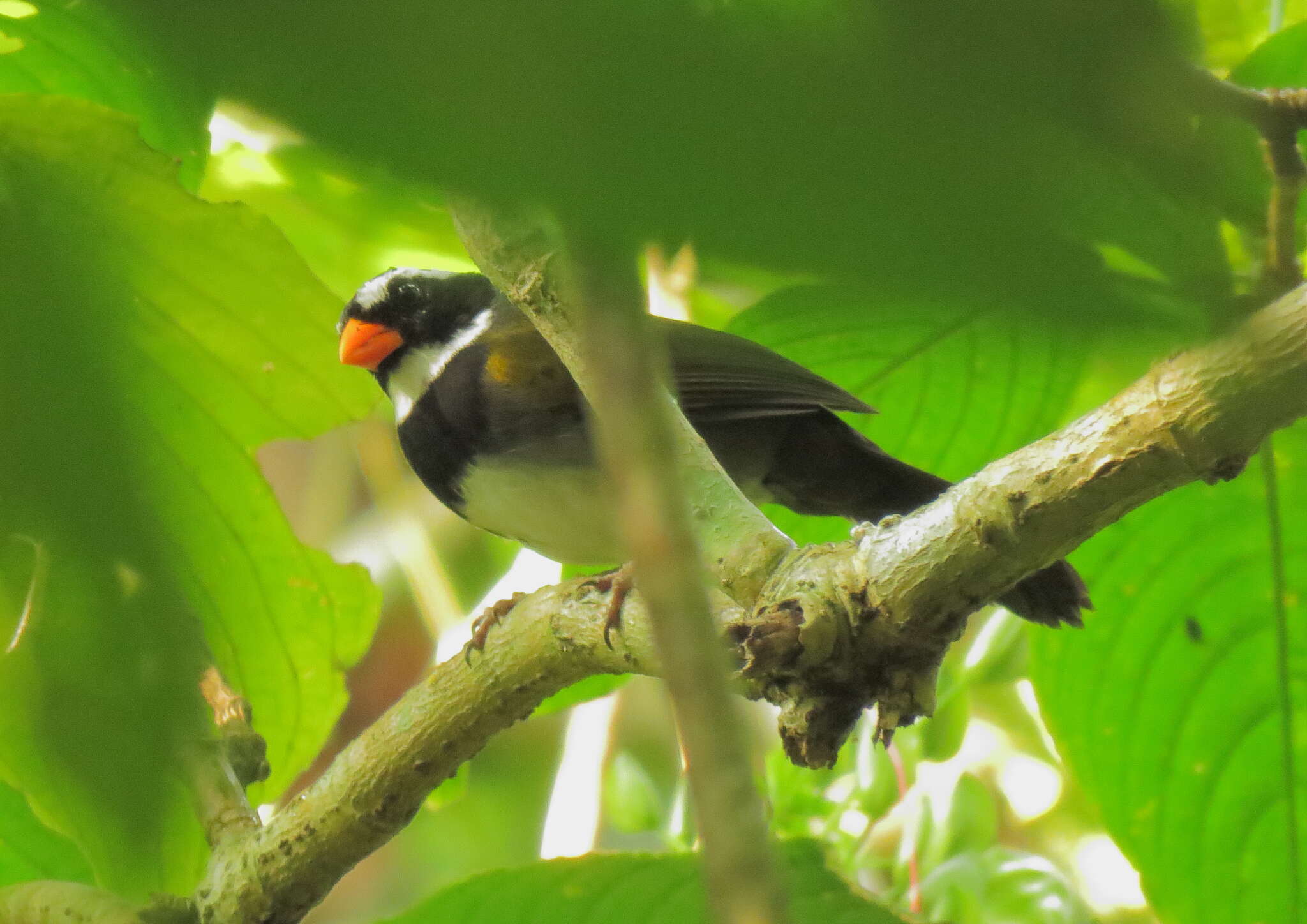 Image of Orange-billed Sparrow
