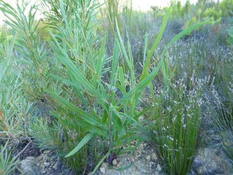 Image of orange wattle