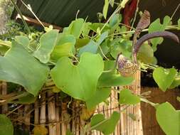 Image de Aristolochia ringens Vahl