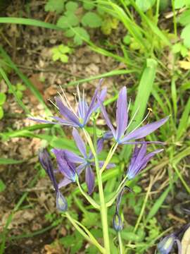 Image of large camas