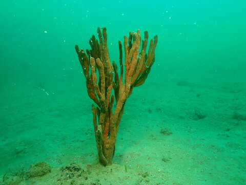 Image of Axinella polycapella de Laubenfels 1953