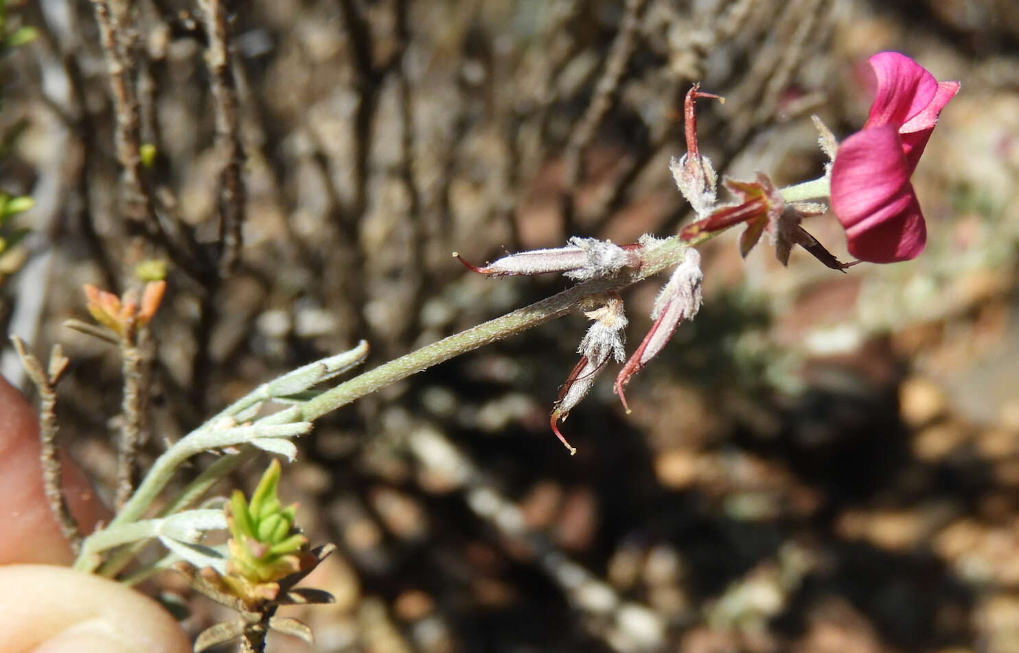 Image of Indigofera complicata Eckl. & Zeyh.