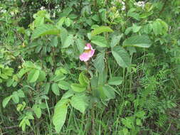 Image of Rosa marginata Wallr.