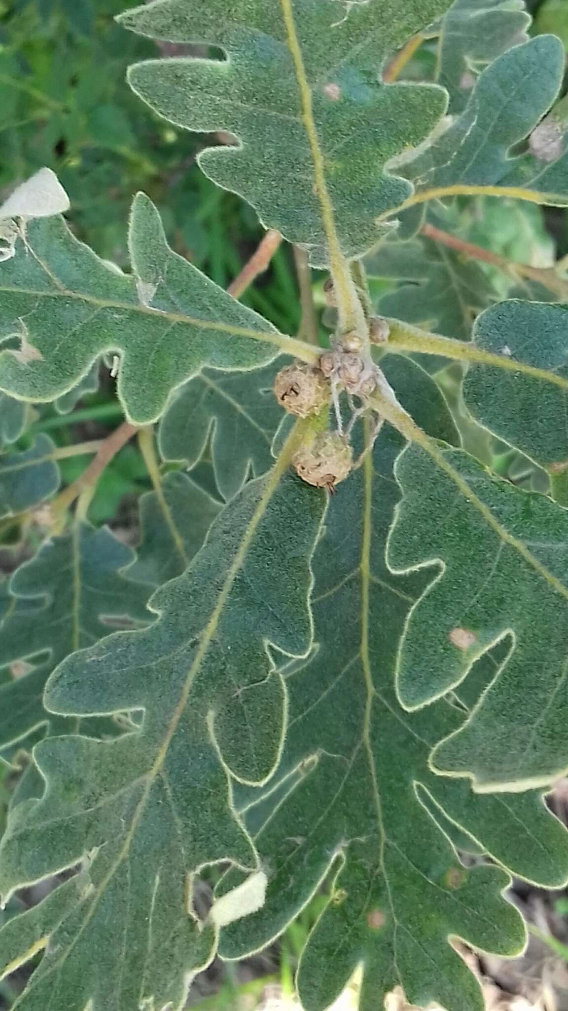 Image of Iberian white oak