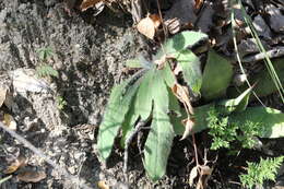 Imagem de Hieracium pringlei A. Gray