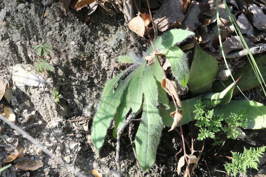 Image of Pringle's hawkweed