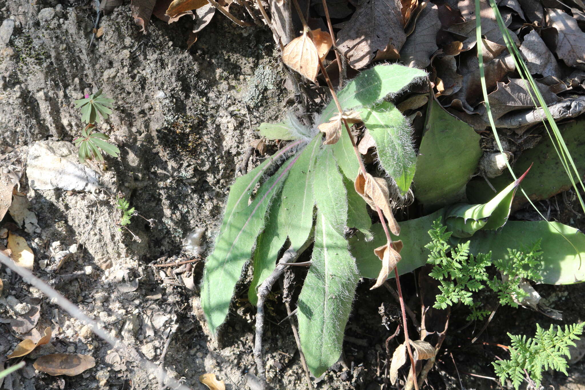 Imagem de Hieracium pringlei A. Gray