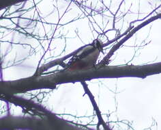 Image of Great Spotted Woodpecker