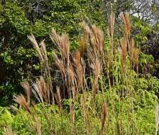 Sivun Andropogon bicornis L. kuva