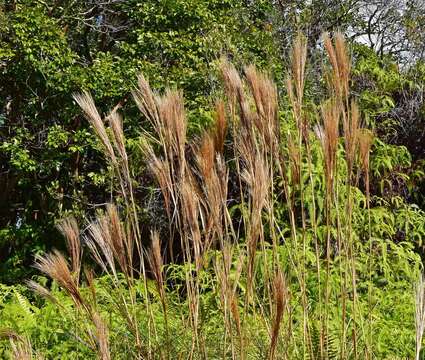 Imagem de Andropogon bicornis L.