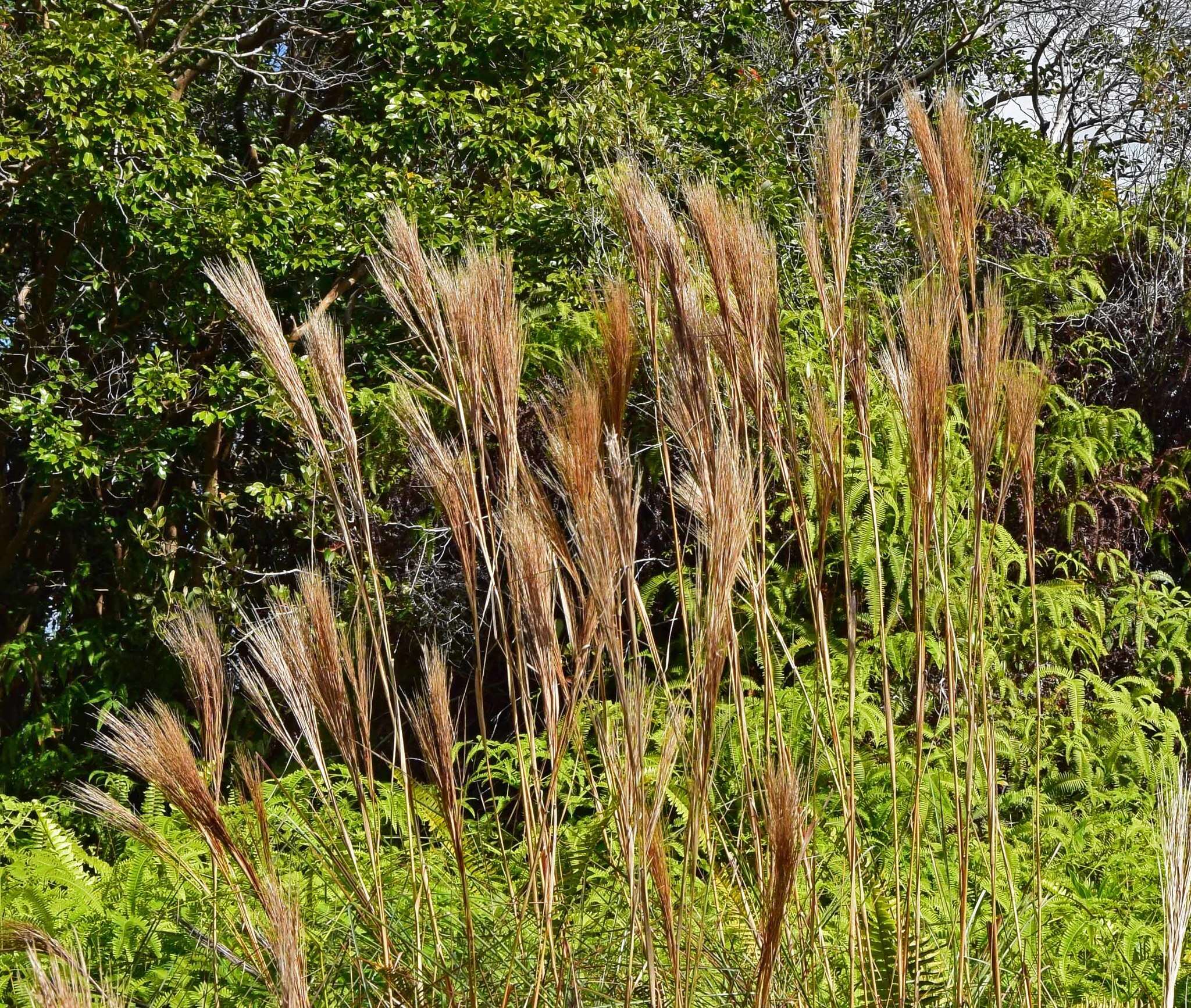 Sivun Andropogon bicornis L. kuva