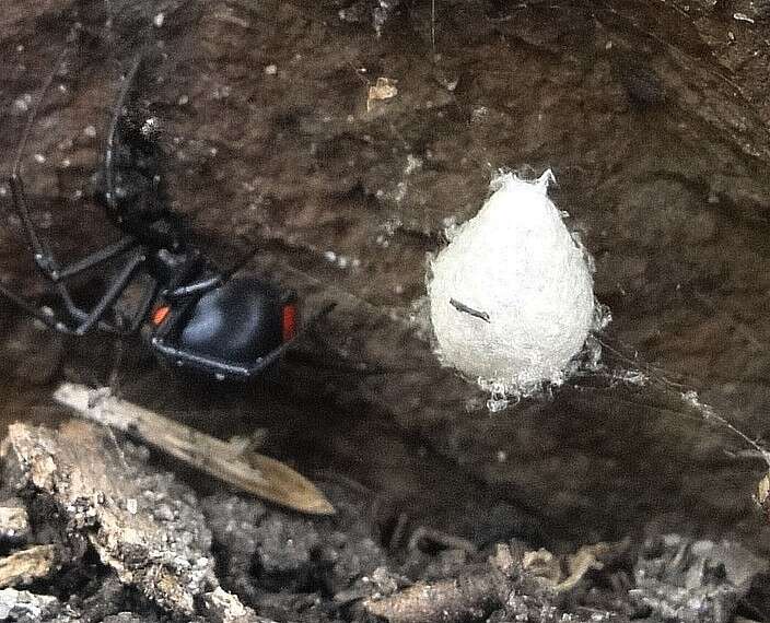 Image of Latrodectus menavodi Vinson 1863