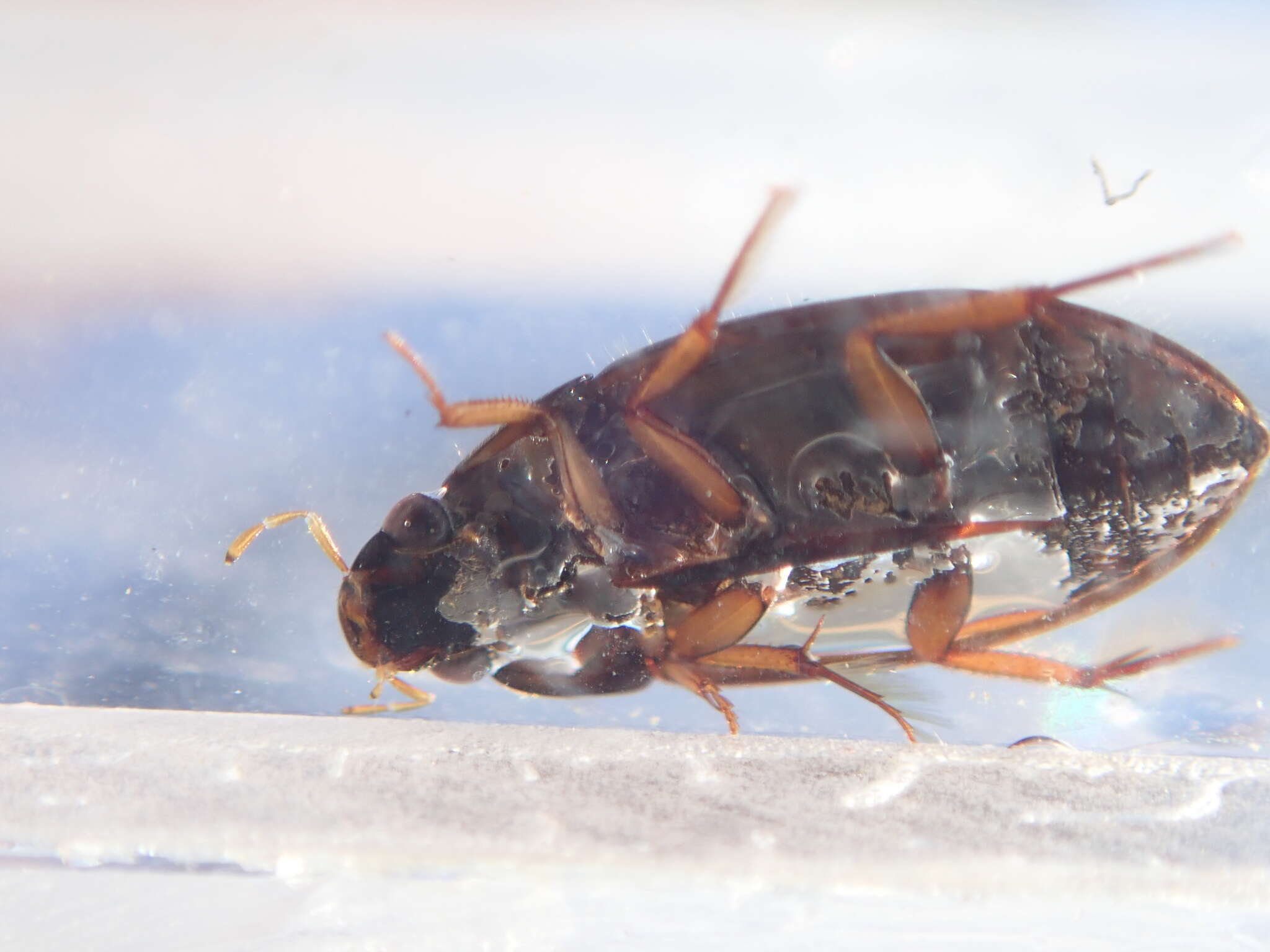 Plancia ëd Sternolophus rufipes (Fabricius 1792)