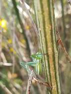 Sivun Odontura (Odonturella) macphersoni Morales-Agacino 1943 kuva