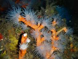 Image of orange tree coral