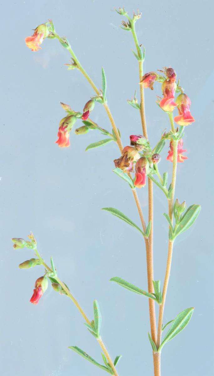 Image of Hermannia denudata var. erecta (N. E. Br.) Burtt Davy & Greenway