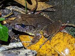 Image of Fleay’s Barred-frog