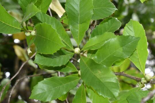 Image of Doliocarpus sessiliflorus Mart.