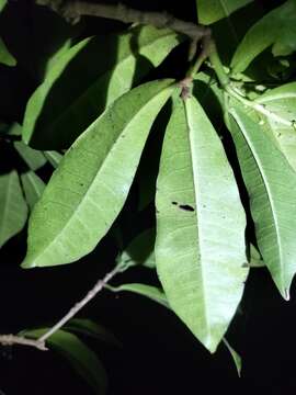 Image of Codiaeum variegatum var. variegatum