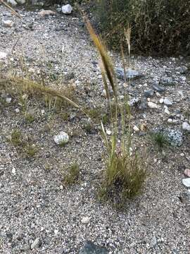 Image de Stipellula capensis (Thunb.) Röser & Hamasha