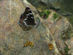 Image of Polythrena coloraria Herrich-Schäffer 1856